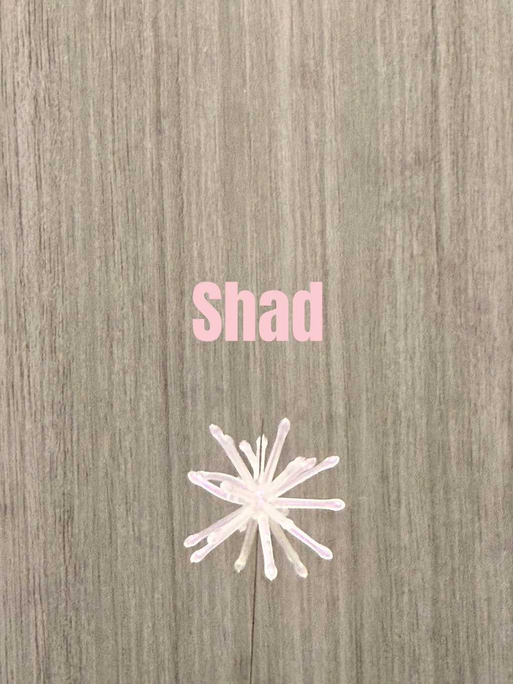 The Urchin — Shad — 5-Pack Jar — additional product photo