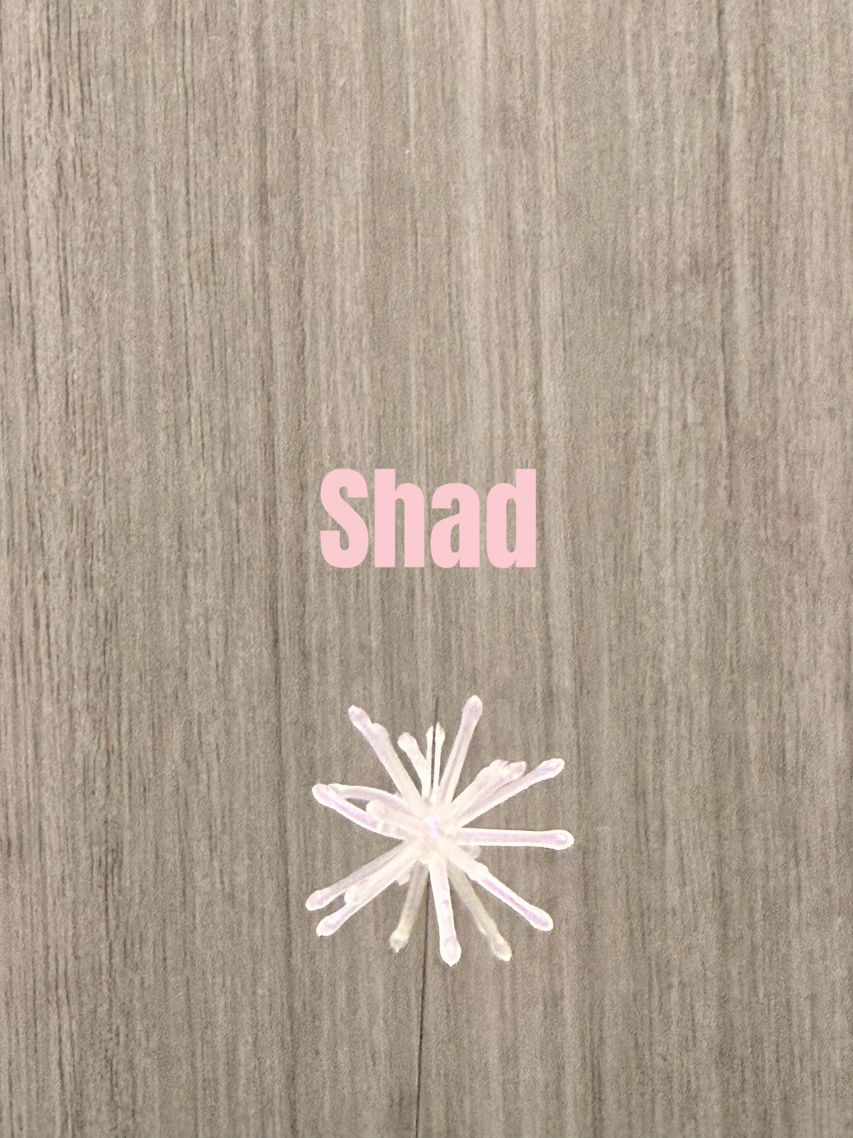 The Urchin — Shad — 5-Pack Jar — additional product photo